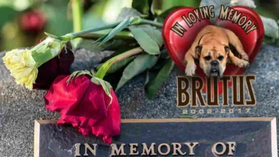 memorial dog shirt